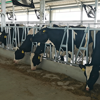 Sistem Pengunci Kepala Sapi Heavy Duty untuk Kandang Sapi, Penjepit Leher Sapi dengan Gerbang Makan, Peralatan Pengikat Ternak