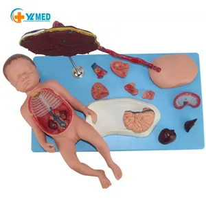Medical science Placenta umbilical cord and fetal organs model of pregnant women giving birth to anatomical internal organs