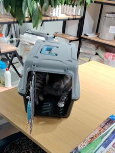 Hãng Hàng Không Được Phê Duyệt Sang Trọng Nhựa Pet Carrier Lớn Ngoài Trời Di Động Có Thể Gập Lại Du Lịch Lồng Có Thể Điều Chỉnh Thoáng Khí Ấm Áp Cho Chó Mèo - Product Image 2