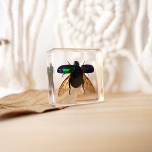 Echtes Tier Transparent Schmetterlings harz Handwerk Insekten harz Brief besch werer Harz Probe für die Anzeige - Product Image 2
