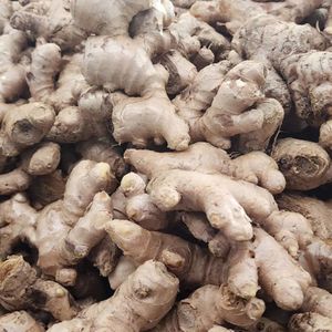 Chất lượng cao tuổi gừng từ Việt Nam HACCP chứng nhận gừng tươi cho toàn cầu nhà phân phối - Product Image 4