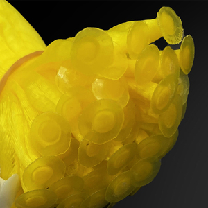 100pcs 10KG <strong>PE</strong> Customized Logo <strong>Mesh</strong> Pack <strong>Protective</strong> <strong>Fruit</strong> Vegetable <strong>Plastic</strong> Sleeve Packaging Net Bag for Onion Potato Egg - Product Image 2