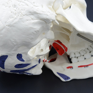 Modèle de crâne musculaire détachable 1:1 pour l'enseignement de l'anatomie orale, fourni par le fabricant avec instructions en ruban adhésif - Product Image 4