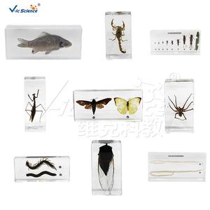 Espécimen de cerdo de cysticercus de tenia parasitaria, especímenes incrustados de resina orgánica para educación escolar - Product Image 5