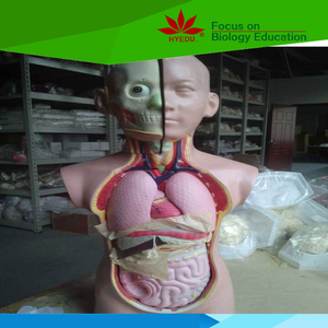 जीव विज्ञान के लिए चिकित्सा मॉडल 45 सेमी मानव शरीर रचना टोरी 23 भागों सिर गर्दन और ट्रंक मॉडल - Product Image 6