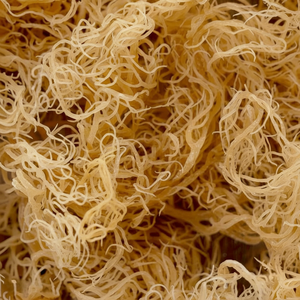 อาหารทะเลแห้งมอสจากทะเลอาหารทะเลอาหารทะเลผลิตภัณฑ์จากมารีย์เวียดนาม - Product Image 1