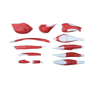 Mô hình cơ bắp của con người Mô hình giải phẫu cơ bắp của con người chân 13 phần - Product Image 5