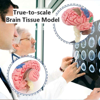 Modelo anatómico desmontable 4D del cuerpo humano, herramienta de enseñanza médica para escuelas, universidades, laboratorios y educación.