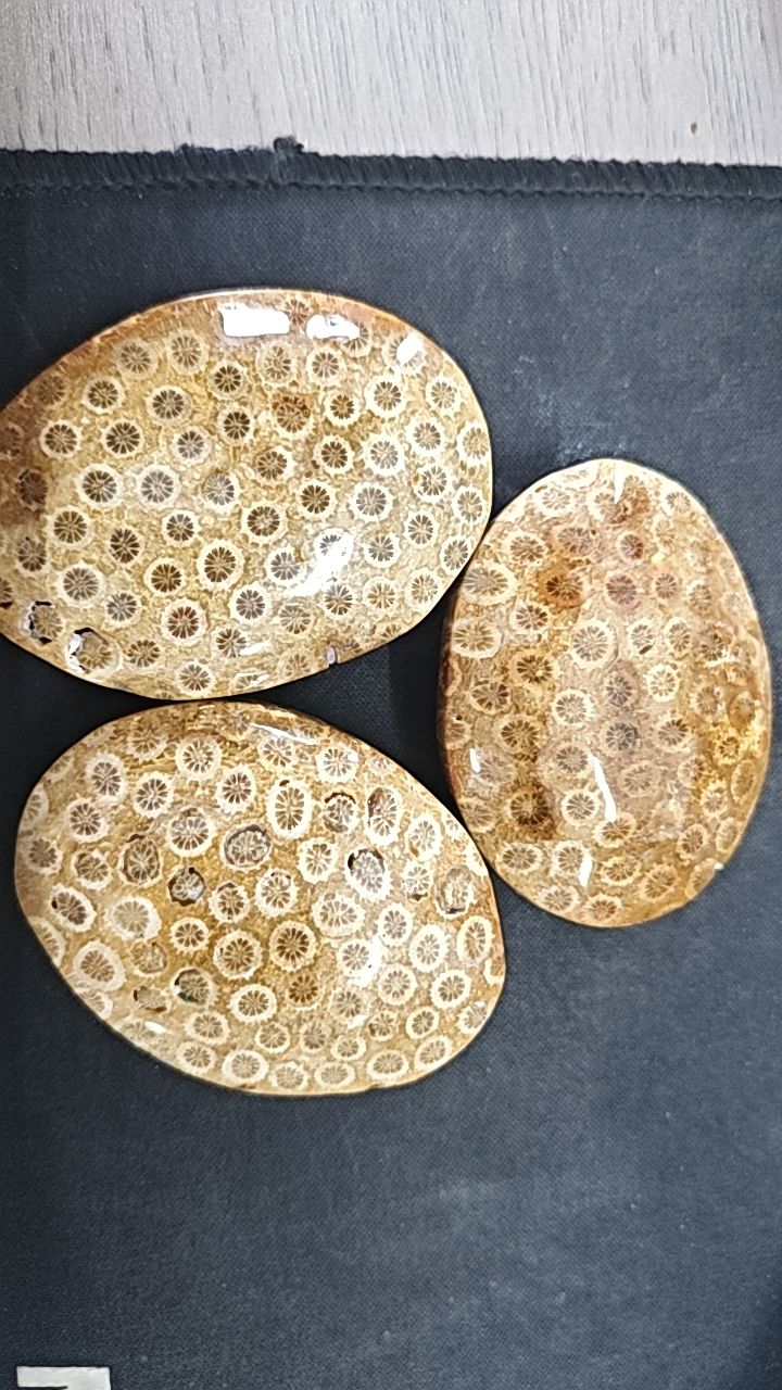 หินปาล์มหยกปะการัง