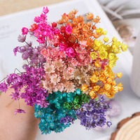 DREA 30pcs/bouquet Brésil Mini Glixia Star Flowers Blossom Dry Daisy Flower Fleurs et plantes séchées