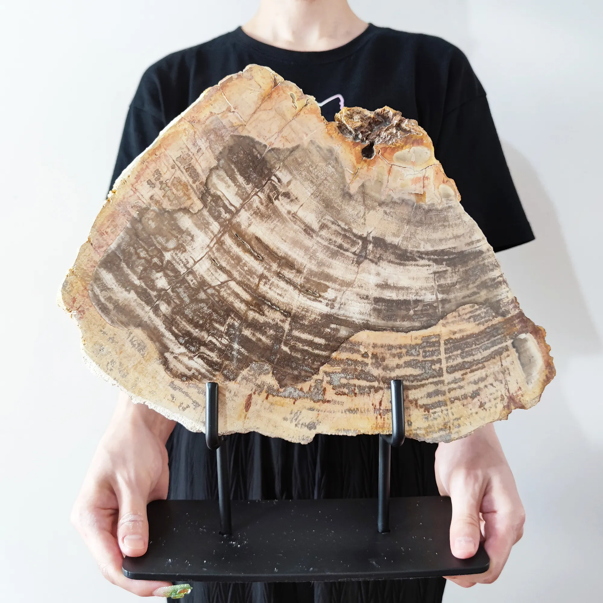 Irregular Natural Petrified Wood Slab Slice Stone with Iron Stand Mineral Specimen Gifts for Kids Healing Luxury Home Decor
