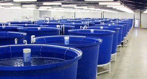 Wholesale Modern Blue Rotational Molding Large <strong>Plastic</strong> Pond Aquarium <strong>Fish</strong> <strong>tank</strong> Price - Product Image 2