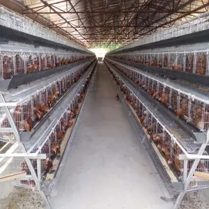 Good price automatic A type layer chicken cage for poultry farm