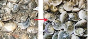 Machine automatique de nettoyage des fruits de mer en acier inoxydable avec moteur pour le nettoyage des moules et des coquilles Saint-Jacques - Product Image 6
