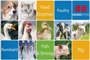 Enzima de lipasa de grado alimenticio para alimento <span class=keywords><strong>animal</strong></span> Aditivo de premezcla de alimentos # LPS - Product Image 4