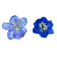 Véritable Delphinium Fleurs Pressées En Vrac pour Résine Bijoux Téléphone Cas Décor De Noce Faveur Fournitures