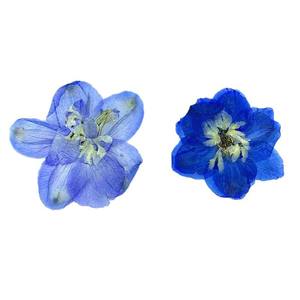 Véritable Delphinium Fleurs Pressées En Vrac pour Résine Bijoux Téléphone Cas Décor De Noce Faveur Fournitures - Product Image 5