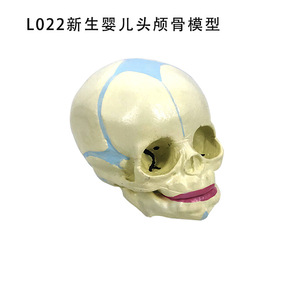 Modèle de crâne humain médical 1:1 pour adultes, spécimen d'anatomie du crâne, modèle anatomique simulé - Product Image 2