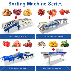 Machine de tri automatique OCEAN pour agrumes, olives, avocats, tomates, oignons, trieuse de fruits par taille, en vente - Product Image 4