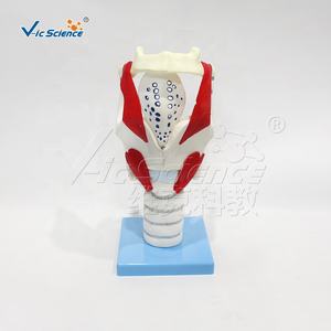 Медицинская анатомическая модель Человеческая медицинская наука дыхательная система Модель образования человеческих органов анатомическая модель функции гортани - Product Image 1