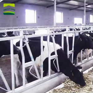 Candado de vaca de ganado galvanizado en caliente, gran equipo agrícola para ganadería, herramienta esencial para la cría de animales - Product Image 2