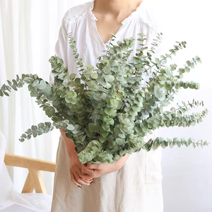 Yeni ürün 100% doğal okaliptüs yaprakları kurutulmuş yeşillik korunmuş okaliptüs bitki kaynaklanıyor ev/düğün süslemeleri - Product Image 1