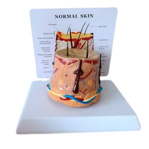 Modelo Anatómico de Alta Calidad para Demostración del Crecimiento del Cabello Humano, Circular, Saludable y con Aspecto de Piel - Product Image 1