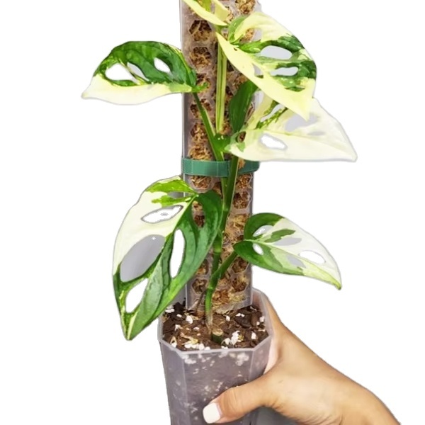 Plastic Sphagnum Moss Plant Pole,Moss Stick for Climbing Plants Sphagnum, Moss Poles Support