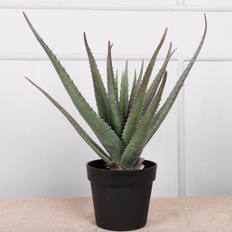 Extra Large Aloe Vera (61cm)