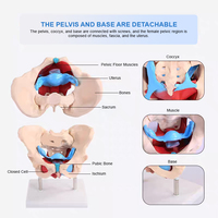 Modèle anatomique de bassin féminin Chinon A1037, matériau PVC avancé, haute qualité, certifié ISO, squelette réaliste, sciences médicales