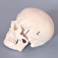 Modelo de simulación de Anatomía Humana, esqueleto humano de PVC, para enseñanza médica, tamaño real