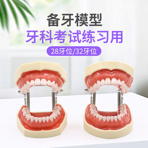 Modelo Dental de Encías Blandas Desmontables para Práctica y Educación Oral, 28/32 Dientes con Forma Realista - Product Image 5