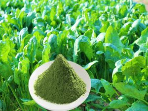 المنتجات الأكثر مبيعًا خلاصة عضوية/مسحوق عصير خلاصة أوراق السبانخ - Product Image 4