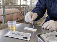 Kit de test de grossesse rapide pour porcs WANJIA, test de détection rapide, Prueba De Embarazo Para Cerdas, pour élevages porcins