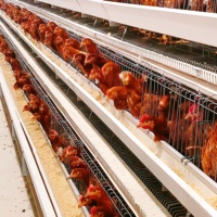 Nouvelles cages à poulets en batterie à 4 niveaux, galvanisées à chaud, pour 500 à 10 000 oiseaux, avec garantie de 2 ans