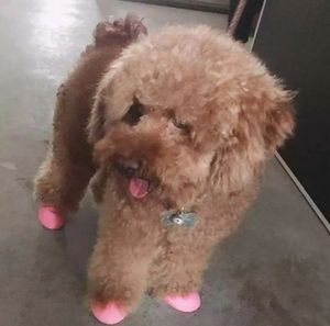 دروبشيبينغ ألوان الحلوى مقاومة للماء مضادة للانزلاق كلب حيوان أليف صغير سيليكون لطيف الحيوانات الأليفة المطر الثلج - Product Image 6