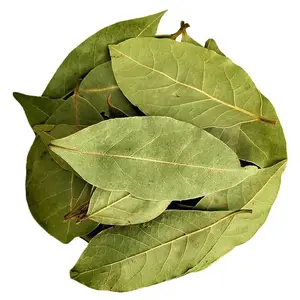 Vente en gros d'épices séchées à bas prix Green Bay Leaf