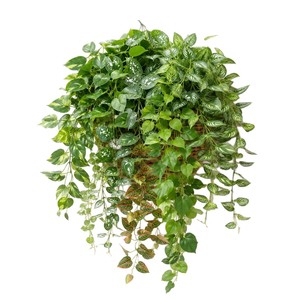 Plantas Verdes Artificiales Colgantes, Enredaderas de Plástico de 5 Ramas para Montar en la Pared, Hojas de Pothos/Batata de 7 Ramas para Interiores/Exteriores - Product Image 5