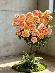 ต้นดอกกุหลาบประดิษฐ์ สีตามสั่ง สำหรับตกแต่งภายนอกและภายใน สถานที่จัดงานแต่งงาน ห้างสรรพสินค้า รีสอร์ท ล็อบบี้ ตกแต่งภูมิทัศน์เชิงพาณิชย์ - Product Image 5
