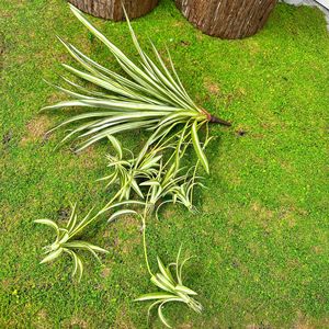 Plante artificielle araignée Dream Castle 55 cm en plastique pour décoration murale extérieure et intérieure - Product Image 2