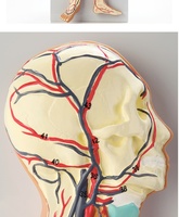 Maniquí de simulación médica de plástico para la circulación sanguínea humana, cirugía cardíaca, arteria, vena, Nervio, anatomía vascular, ciencia médica