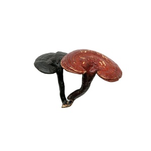 <span class=keywords><strong>B</strong></span>.C.I供应100% 天然灵芝孢子粉健康灵芝提取物粉 - Product Image 3