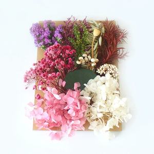 Venta al por mayor Diy Hortensia preservada Gypsophila flores secas en relieve bolsa de flores secas para la decoración del hogar/boda - Product Image 4