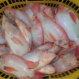 Meilleures ventes <span class=keywords><strong>de</strong></span> produits <span class=keywords><strong>de</strong></span> la mer, tilapia rouge congelé entier, <span class=keywords><strong>poisson</strong></span> frais rond à vendre - Product Image 2