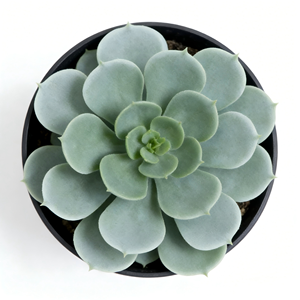 Plantas Suculentas Artificiales <span class=keywords><strong>Echeveria</strong></span> en Maceta, <span class=keywords><strong>Suculenta</strong></span> Artificial de Loto en Maceta de Plástico Negra, <span class=keywords><strong>Suculenta</strong></span> Artificial para Decoración de Escritorio - Product Image 6