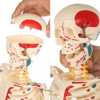Instrumento de ciencia médica de tamaño real 1/2, modelo de esqueleto de cuerpo entero humano de 85cm con cardiovascular para demostración de enseñanza