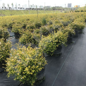 HOKBG, gran oferta, bolsa de cultivo de tela tejida PP de 20 galones y 80 litros para maceta de vivero, bolsa para Abelia grandiflora - Product Image 2