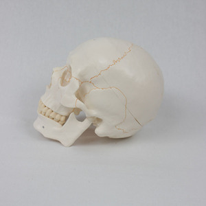 Mô Hình Hộp Sọ 3 Phần Kích Thước Cuộc Sống Với Bộ Răng Đầy Đủ Hộp Sọ Có Thể Tháo Rời Và Sản Phẩm Chi Tiết Có Khớp Nối - Product Image 2