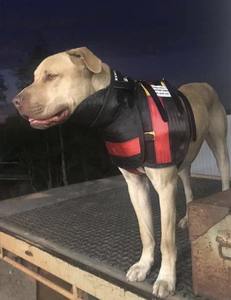 Việt Nam Hound armoore loạt cho chó cổ điển mô hình hoa Matte kim loại phần cứng có thể điều chỉnh Sản phẩm vật nuôi với phong cách thể thao - Product Image 6