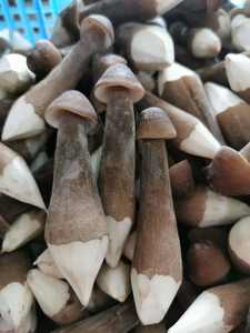 DETAN HORECA utilisant l'usine cultivée stable fournissant des <span class=keywords><strong>champignons</strong></span> de châtaigne royale frais chinois comestibles de haute qualité - Product Image 2